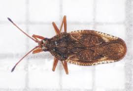 Attēlu rezultāti vaicājumam “Physatocheila smreczynskii”