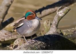 Attēlu rezultāti vaicājumam “Anas crecca male”