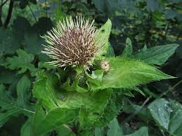 Attēlu rezultāti vaicājumam “Cirsium oleraceum”