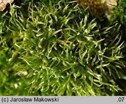 Attēlu rezultāti vaicājumam “Eucladium verticillatum”