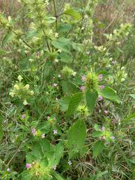 Attēlu rezultāti vaicājumam “Galeopsis speciosa leaf”