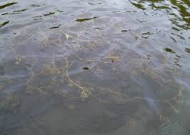 Attēlu rezultāti vaicājumam “Najas marina”