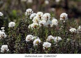 Attēlu rezultāti vaicājumam “Ledum palustre leaf”
