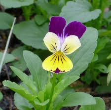 Attēlu rezultāti vaicājumam “Viola tricolor flower”