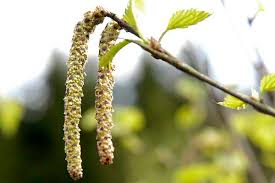 Attēlu rezultāti vaicājumam “Betula nana male flower”