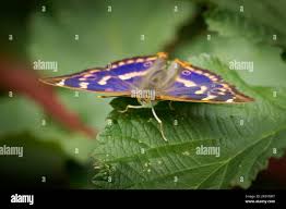 Attēlu rezultāti vaicājumam “Apatura ilia female”