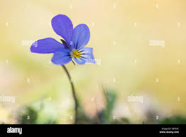 Attēlu rezultāti vaicājumam “Viola tricolor subsp. curtisii leaf”