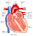 Anatomy of the Heart