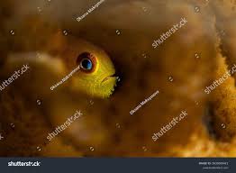 Attēlu rezultāti vaicājumam “Pogonatum dentatum macro”