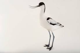 Image result for Recurvirostra avosetta