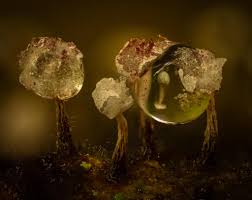 Attēlu rezultāti vaicājumam “Didymium serpula spores”