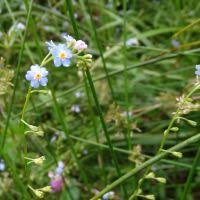 Attēlu rezultāti vaicājumam “Myosotis micrantha”