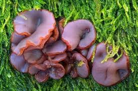 Attēlu rezultāti vaicājumam “Ascocoryne cylichnium”