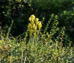 Attēlu rezultāti vaicājumam “Linaria vulgaris leaf”