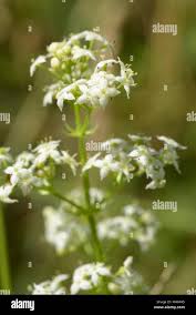 Attēlu rezultāti vaicājumam “Galium album bud”