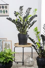 Image result for zamiokulkas