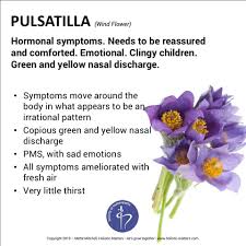 Image result for Pulsatilla