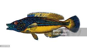 Image result for Labrus mixtus