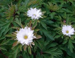 Attēlu rezultāti vaicājumam “Anemone nemorosa”