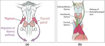 Image result for Thymus