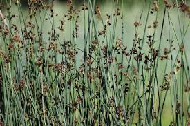 Attēlu rezultāti vaicājumam “Schoenoplectus lacustris subsp. glaucus flower”