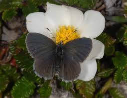 Attēlu rezultāti vaicājumam “Cupido minimus female”