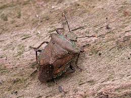 Attēlu rezultāti vaicājumam “Troilus luridus”