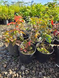 Attēlu rezultāti vaicājumam “Mahonia aquifolium”