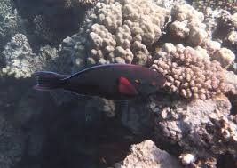 Image result for Scarus niger