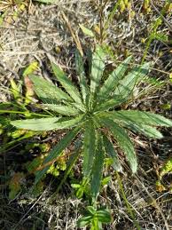 Attēlu rezultāti vaicājumam “Carlina biebersteinii bud”