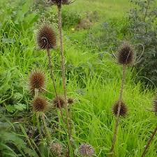 Image result for Dipsacus silvestris