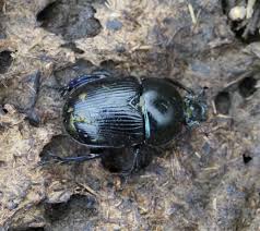 Attēlu rezultāti vaicājumam “Geotrupes”