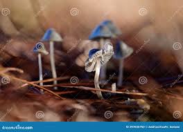 Attēlu rezultāti vaicājumam “Mycena amicta”