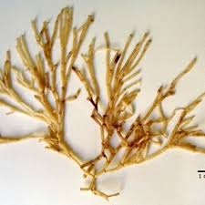 Attēlu rezultāti vaicājumam “Lemanea fluviatilis”