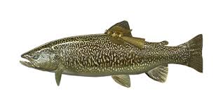 Image result for Salmo marmoratus