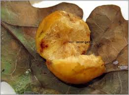 Attēlu rezultāti vaicājumam “Cynips quercusfolii”