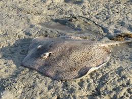 Image result for Raja radula