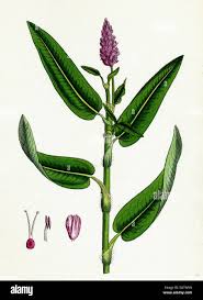Attēlu rezultāti vaicājumam “Polygonum amphibium flower”
