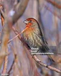 Attēlu rezultāti vaicājumam “Carduelis flammea male”