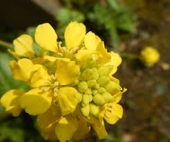 Attēlu rezultāti vaicājumam “Sinapis arvensis”