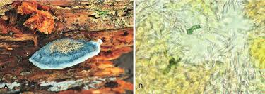 Attēlu rezultāti vaicājumam “Crustoderma dryinum”