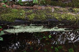 Attēlu rezultāti vaicājumam “Lepraria incana”