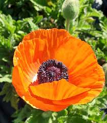 Image result for Papaver orientale