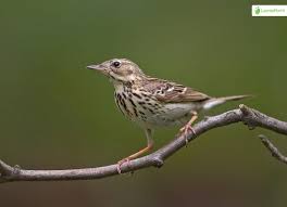Attēlu rezultāti vaicājumam “Anthus trivialis”