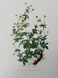 Image result for Potentilla erecta