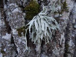 Attēlu rezultāti vaicājumam “Ramalina pollinaria”
