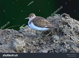 Attēlu rezultāti vaicājumam “Actitis hypoleucos adult”