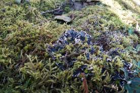 Attēlu rezultāti vaicājumam “Parmelia submontana”