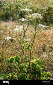 Image result for Heracleum sphondylium