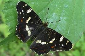 Attēlu rezultāti vaicājumam “Araschnia levana”